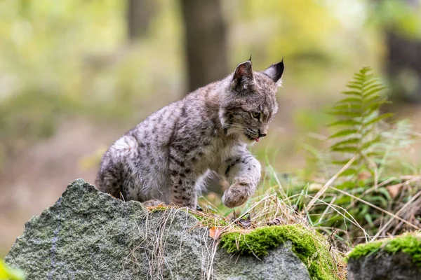 Ağaç gövdesi ile yeşil orman Lynx. Doğadan yaban hayatı sahne. Bayağı vaşak, hayvan davranış habitat içinde oynamaya. Almanya'dan vahşi kedi. Ağaçların arasında vahşi Bobcat