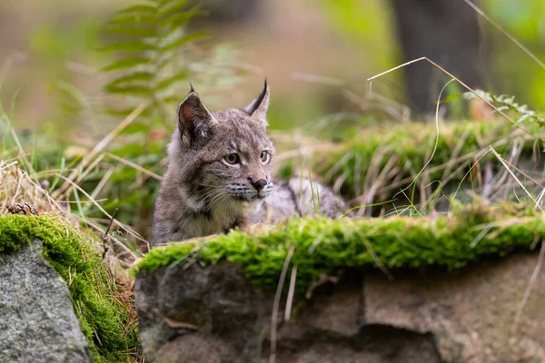 Ağaç gövdesi ile yeşil orman Lynx. Doğadan yaban hayatı sahne. Bayağı vaşak, hayvan davranış habitat içinde oynamaya. Almanya'dan vahşi kedi. Ağaçların arasında vahşi Bobcat