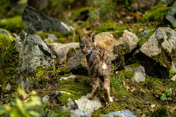 木の幹と緑の森のリンクス 自然から野生動物のシーン ヨーロッパオオヤマネコの生息地で動物の行動を再生します ドイツから野生の猫 々の間の野生のボブキャット — ストック写真