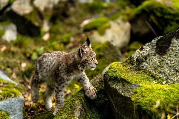 Ağaç gövdesi ile yeşil orman Lynx. Doğadan yaban hayatı sahne. Bayağı vaşak, hayvan davranış habitat içinde oynamaya. Almanya'dan vahşi kedi. Ağaçların arasında vahşi Bobcat
