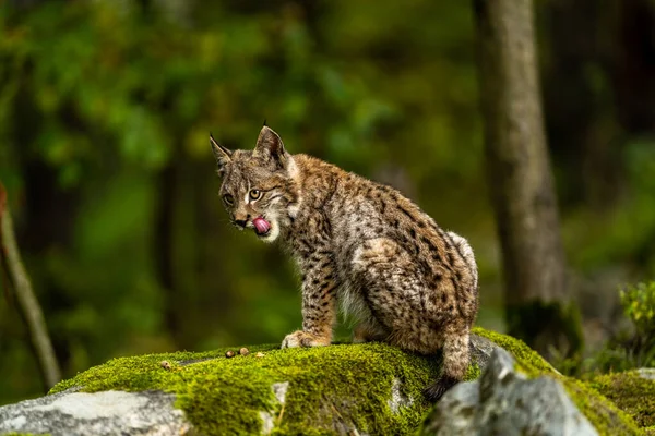 Ağaç gövdesi ile yeşil orman Lynx. Doğadan yaban hayatı sahne. Bayağı vaşak, hayvan davranış habitat içinde oynamaya. Almanya'dan vahşi kedi. Ağaçların arasında vahşi Bobcat