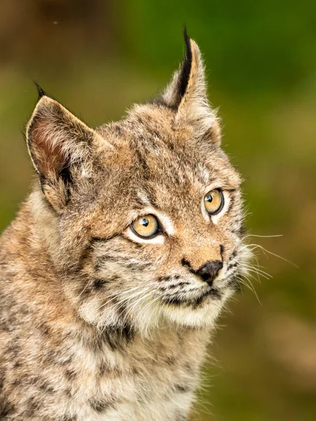 Ağaç gövdesi ile yeşil orman Lynx. Doğadan yaban hayatı sahne. Bayağı vaşak, hayvan davranış habitat içinde oynamaya. Almanya'dan vahşi kedi. Ağaçların arasında vahşi Bobcat