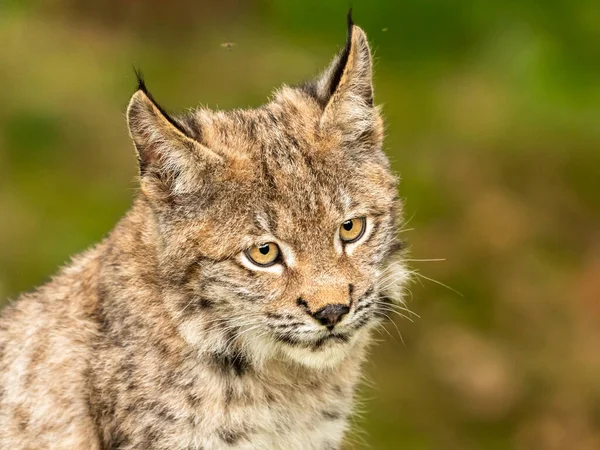 Ağaç gövdesi ile yeşil orman Lynx. Doğadan yaban hayatı sahne. Bayağı vaşak, hayvan davranış habitat içinde oynamaya. Almanya'dan vahşi kedi. Ağaçların arasında vahşi Bobcat