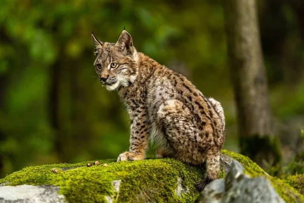 Ağaç gövdesi ile yeşil orman Lynx. Doğadan yaban hayatı sahne. Bayağı vaşak, hayvan davranış habitat içinde oynamaya. Almanya'dan vahşi kedi. Ağaçların arasında vahşi Bobcat
