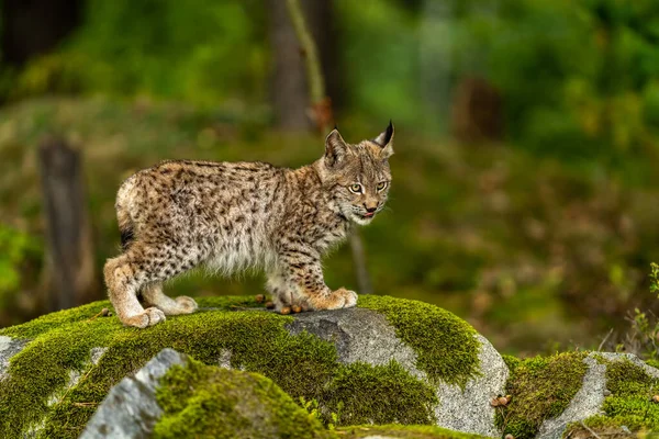 Ağaç gövdesi ile yeşil orman Lynx. Doğadan yaban hayatı sahne. Bayağı vaşak, hayvan davranış habitat içinde oynamaya. Almanya'dan vahşi kedi. Ağaçların arasında vahşi Bobcat