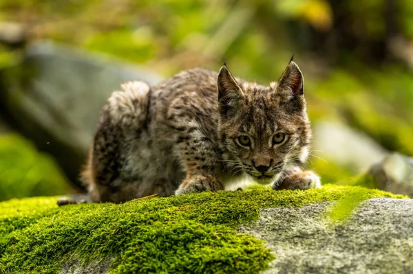Ağaç gövdesi ile yeşil orman Lynx. Doğadan yaban hayatı sahne. Bayağı vaşak, hayvan davranış habitat içinde oynamaya. Almanya'dan vahşi kedi. Ağaçların arasında vahşi Bobcat