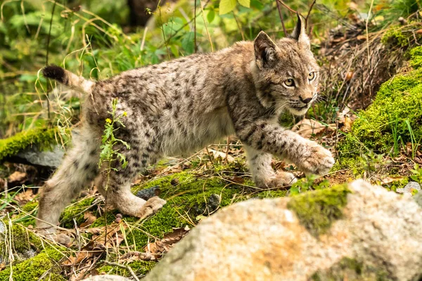 Ağaç gövdesi ile yeşil orman Lynx. Doğadan yaban hayatı sahne. Bayağı vaşak, hayvan davranış habitat içinde oynamaya. Almanya'dan vahşi kedi. Ağaçların arasında vahşi Bobcat