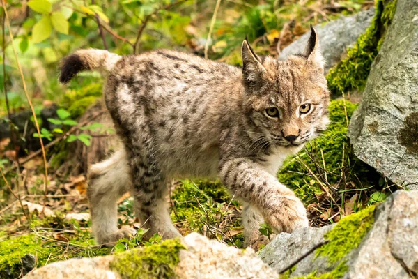 Ağaç gövdesi ile yeşil orman Lynx. Doğadan yaban hayatı sahne. Bayağı vaşak, hayvan davranış habitat içinde oynamaya. Almanya'dan vahşi kedi. Ağaçların arasında vahşi Bobcat