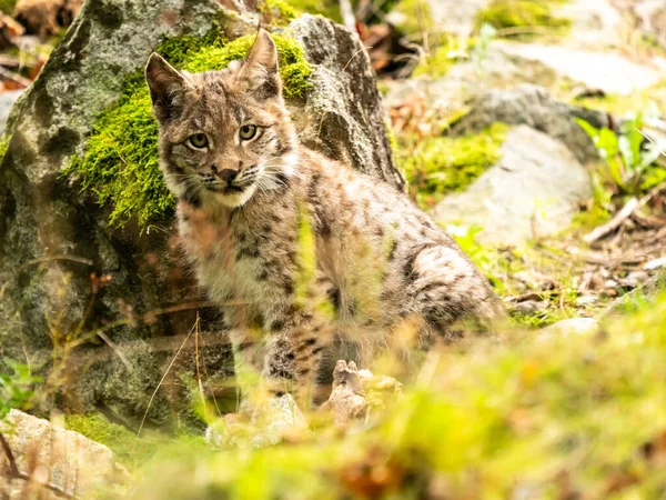 Ağaç gövdesi ile yeşil orman Lynx. Doğadan yaban hayatı sahne. Bayağı vaşak, hayvan davranış habitat içinde oynamaya. Almanya'dan vahşi kedi. Ağaçların arasında vahşi Bobcat