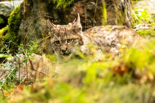Ağaç gövdesi ile yeşil orman Lynx. Doğadan yaban hayatı sahne. Bayağı vaşak, hayvan davranış habitat içinde oynamaya. Almanya'dan vahşi kedi. Ağaçların arasında vahşi Bobcat