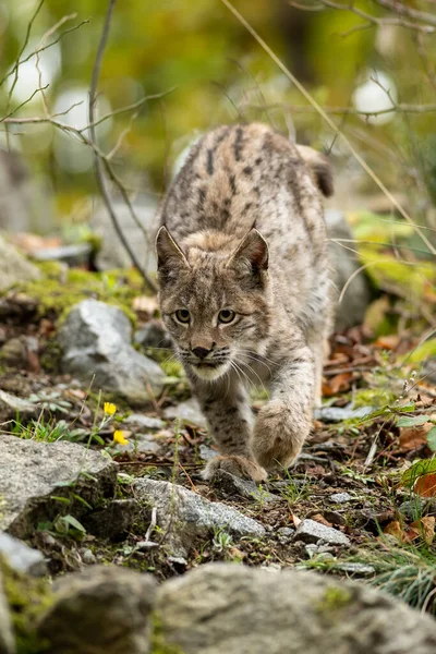 Ağaç gövdesi ile yeşil orman Lynx. Doğadan yaban hayatı sahne. Bayağı vaşak, hayvan davranış habitat içinde oynamaya. Almanya'dan vahşi kedi. Ağaçların arasında vahşi Bobcat