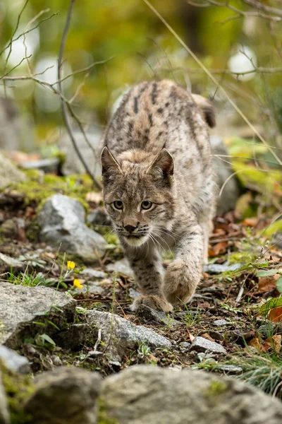 Lynx Nella Foresta Verde Con Tronco Albero Scena Della Fauna — Foto Stock