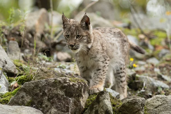 Ağaç gövdesi ile yeşil orman Lynx. Doğadan yaban hayatı sahne. Bayağı vaşak, hayvan davranış habitat içinde oynamaya. Almanya'dan vahşi kedi. Ağaçların arasında vahşi Bobcat