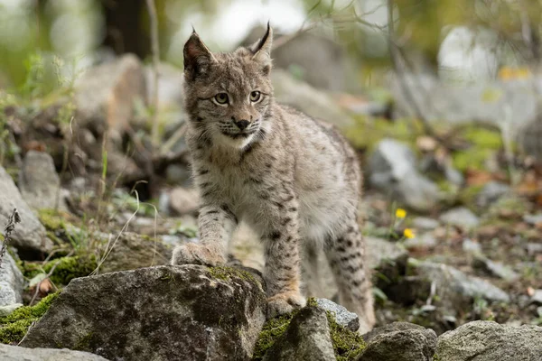 Ağaç gövdesi ile yeşil orman Lynx. Doğadan yaban hayatı sahne. Bayağı vaşak, hayvan davranış habitat içinde oynamaya. Almanya'dan vahşi kedi. Ağaçların arasında vahşi Bobcat