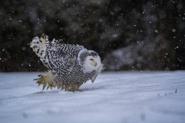 Karlı baykuş (Bubo scandiacus) kar oturan ve ciddi ifade ve gözleri yarım kapalı kamera bakıyor. Önemli detaylara sahip arkadan aydınlatmalı konu.