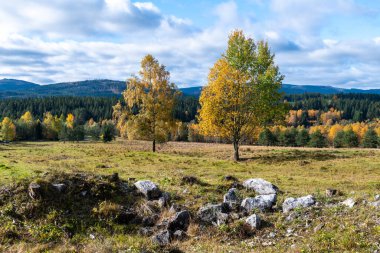 Sumava Ulusal Parkı 'nın Çek Cumhuriyeti bölgesinin güzel manzarası.
