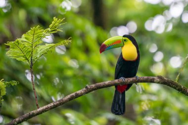 Kosta Rika 'dan vahşi yaşam, tropikal kuş. Tukan ormandaki dalda oturuyor, yeşil bitki örtüsü. Orta Amerika 'da doğa gezisi tatili. Yılan gagalı Tukan, Ramphastos sülfüratı.