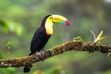Kosta Rika 'dan vahşi yaşam, tropikal kuş. Tukan ormandaki dalda oturuyor, yeşil bitki örtüsü. Orta Amerika 'da doğa gezisi tatili. Yılan gagalı Tukan, Ramphastos sülfüratı.