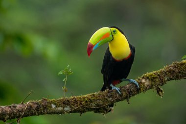 Kosta Rika 'dan vahşi yaşam, tropikal kuş. Tukan ormandaki dalda oturuyor, yeşil bitki örtüsü. Orta Amerika 'da doğa gezisi tatili. Yılan gagalı Tukan, Ramphastos sülfüratı.