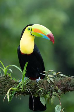 Kosta Rika 'dan vahşi yaşam, tropikal kuş. Tukan ormandaki dalda oturuyor, yeşil bitki örtüsü. Orta Amerika 'da doğa gezisi tatili. Yılan gagalı Tukan, Ramphastos sülfüratı.