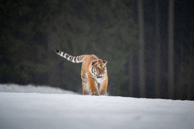 Karda koşan Sibirya Kaplanı. Bu görkemli hayvanın güzel, dinamik ve güçlü fotoğrafı. Bu inanılmaz hayvan için tipik bir ortam. Ağaçlar ve çayırlar