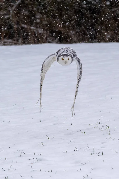 Snowy Owl Bubo Scandiacus Lifts Flies Low Hunting Snow Covered — Zdjęcie stockowe