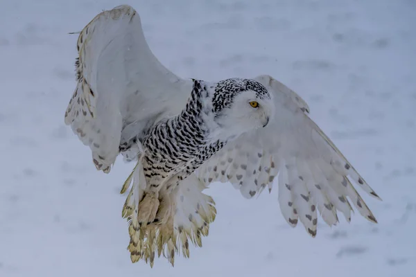 Snowy Owl Bubo Scandiacus Lifts Flies Low Hunting Snow Covered — стокове фото
