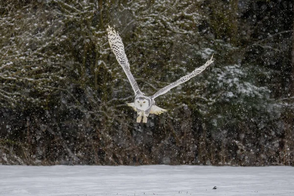 Snowy Owl Bubo Scandiacus Lifts Flies Low Hunting Snow Covered — Stockfoto
