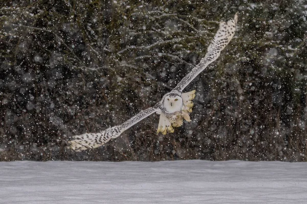 在加拿大渥太华 雪地猫头鹰 Bubo Scandiacus 在白雪覆盖的田野上低空飞行 — 图库照片