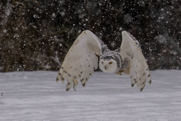 在加拿大渥太华 雪地猫头鹰 Bubo Scandiacus 在白雪覆盖的田野上低空飞行 — 图库照片