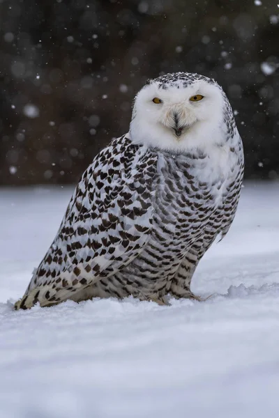 雪猫头鹰 Scandiacus 坐在雪中 看着镜头 表情严肃 眼睛半闭着 背光主题 具有相当的细节 — 图库照片