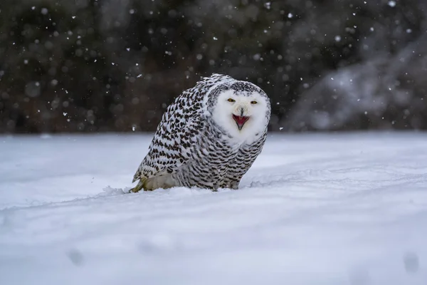 雪猫头鹰 Scandiacus 坐在雪中 看着镜头 表情严肃 眼睛半闭着 背光主题 具有相当的细节 — 图库照片