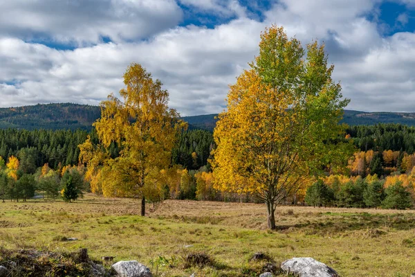 Sumava Ulusal Parkı 'nın Çek Cumhuriyeti bölgesinin güzel manzarası.