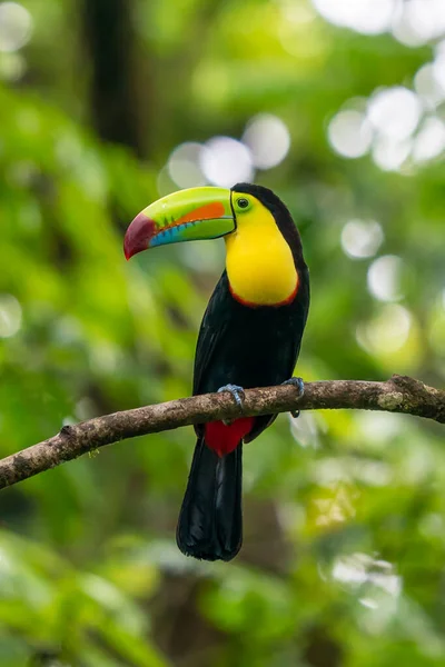 Wildlife Costa Rica Tropical Bird Toucan Sitting Branch Forest Green — Stockfoto