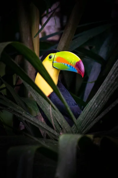 Wildlife Costa Rica Tropical Bird Toucan Sitting Branch Forest Green —  Fotos de Stock