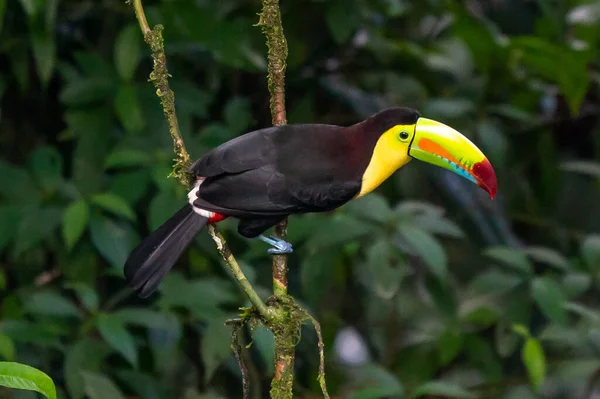 Wildlife Costa Rica Tropical Bird Toucan Sitting Branch Forest Green — Stock Fotó