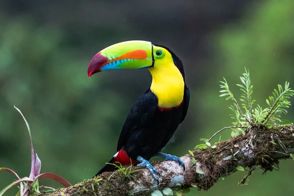 Wildlife Costa Rica Tropical Bird Toucan Sitting Branch Forest Green — Fotografia de Stock