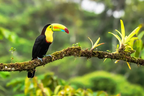 Djurliv Från Costa Rica Tropisk Fågel Toucan Sitter Grenen Skogen — Stockfoto