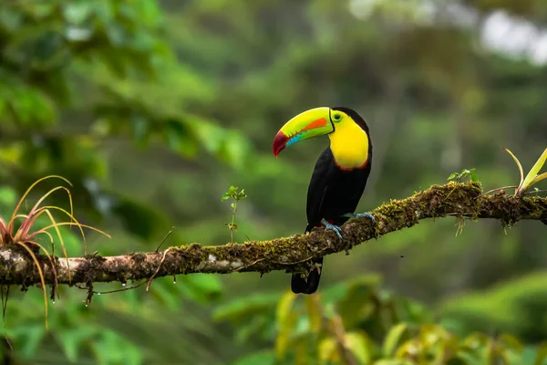 Wildlife Costa Rica Tropical Bird Toucan Sitting Branch Forest Green — Stock Fotó