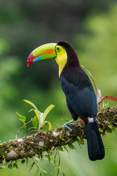 코스타리카의 나뭇가지에 수있습니다 식물입니다 아메리카에서 자연의 Keel Billed Toucan Ramphastos — 스톡 사진