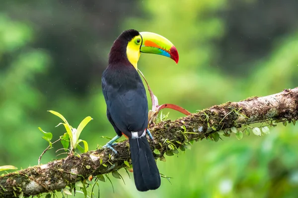 Vida Silvestre Costa Rica Ave Tropical Tucán Sentado Rama Bosque — Foto de Stock