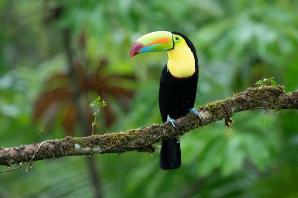 Vida Selvagem Costa Rica Pássaro Tropical Toucan Sentado Ramo Floresta — Fotografia de Stock