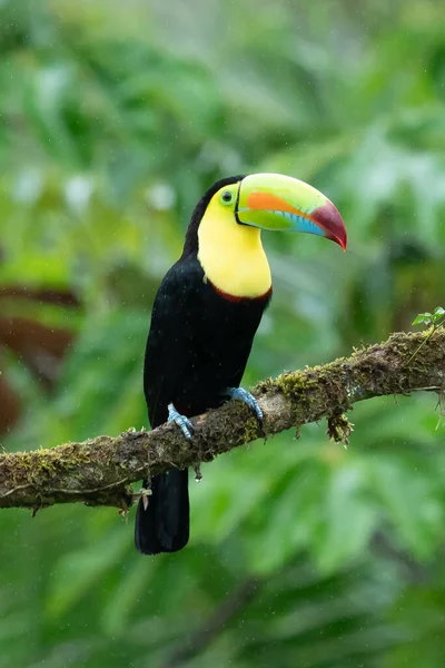 Wildlife Costa Rica Tropical Bird Toucan Sitting Branch Forest Green — 스톡 사진