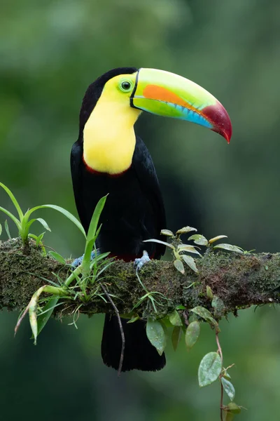 Wildlife Costa Rica Tropical Bird Toucan Sitting Branch Forest Green — Stock Photo, Image