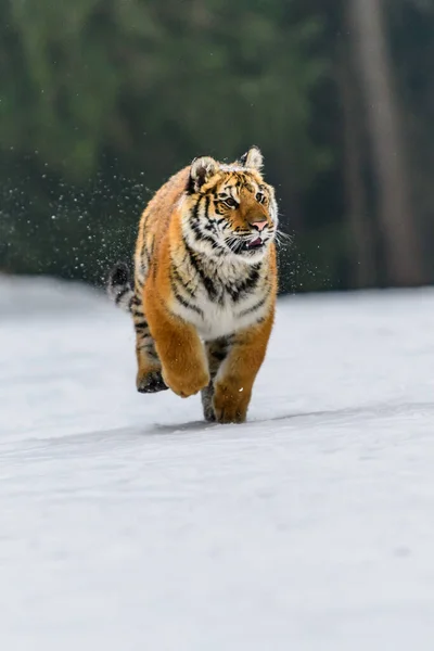 Sibirischer Tiger Läuft Schnee Wunderschönes Dynamisches Und Kraftvolles Foto Dieses — Stockfoto