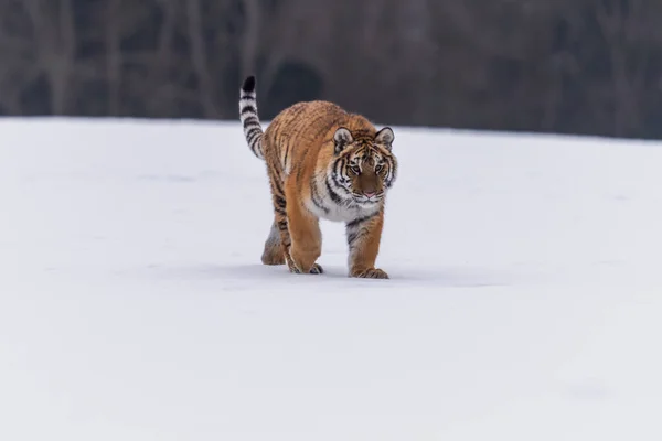 Tigre Siberiano Corriendo Nieve Hermosa Dinámica Poderosa Foto Este Majestuoso — Foto de Stock