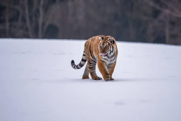 Siberische Tijger Loopt Sneeuw Mooie Dynamische Krachtige Foto Van Dit — Stockfoto