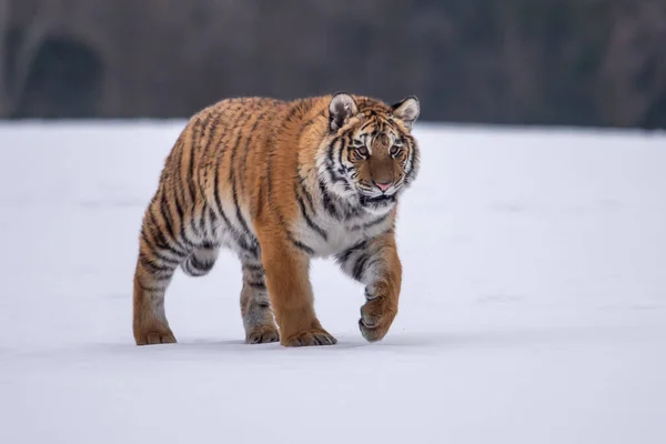 シベリアタイガー雪の中で実行されます この壮大な動物の美しく 動的で強力な写真 この素晴らしい動物のための典型的な環境に設定します バーチと牧草地 — ストック写真