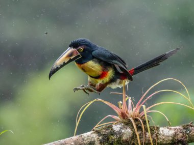Ateşli gagalı Aracari - Pteroglossus frantzii bir Toucan 'dır. Sadece güney Kosta Rika ve batı Panama 'nın Pasifik yamaçlarında ürerler.