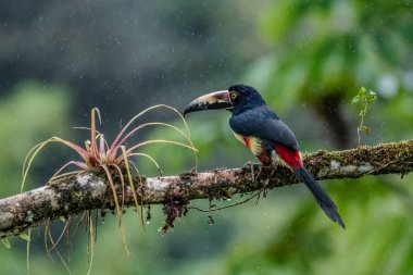 Ateşli gagalı Aracari - Pteroglossus frantzii bir Toucan 'dır. Sadece güney Kosta Rika ve batı Panama 'nın Pasifik yamaçlarında ürerler.